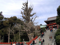 超デカい。神奈川の名木100選にも選ばれている有名な木です。